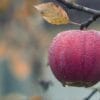 Lopez Voice Assistant, siri voice,siri apple,