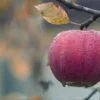 Lopez Voice Assistant, siri voice,siri apple,