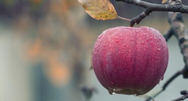 Lopez Voice Assistant, siri voice,siri apple,