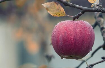 Lopez AI Assistant Learns Your Preferences Lopez Voice Assistant, siri voice,siri apple,