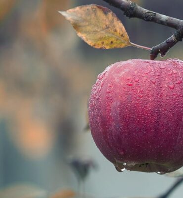 Lopez Voice Assistant, siri voice,siri apple,